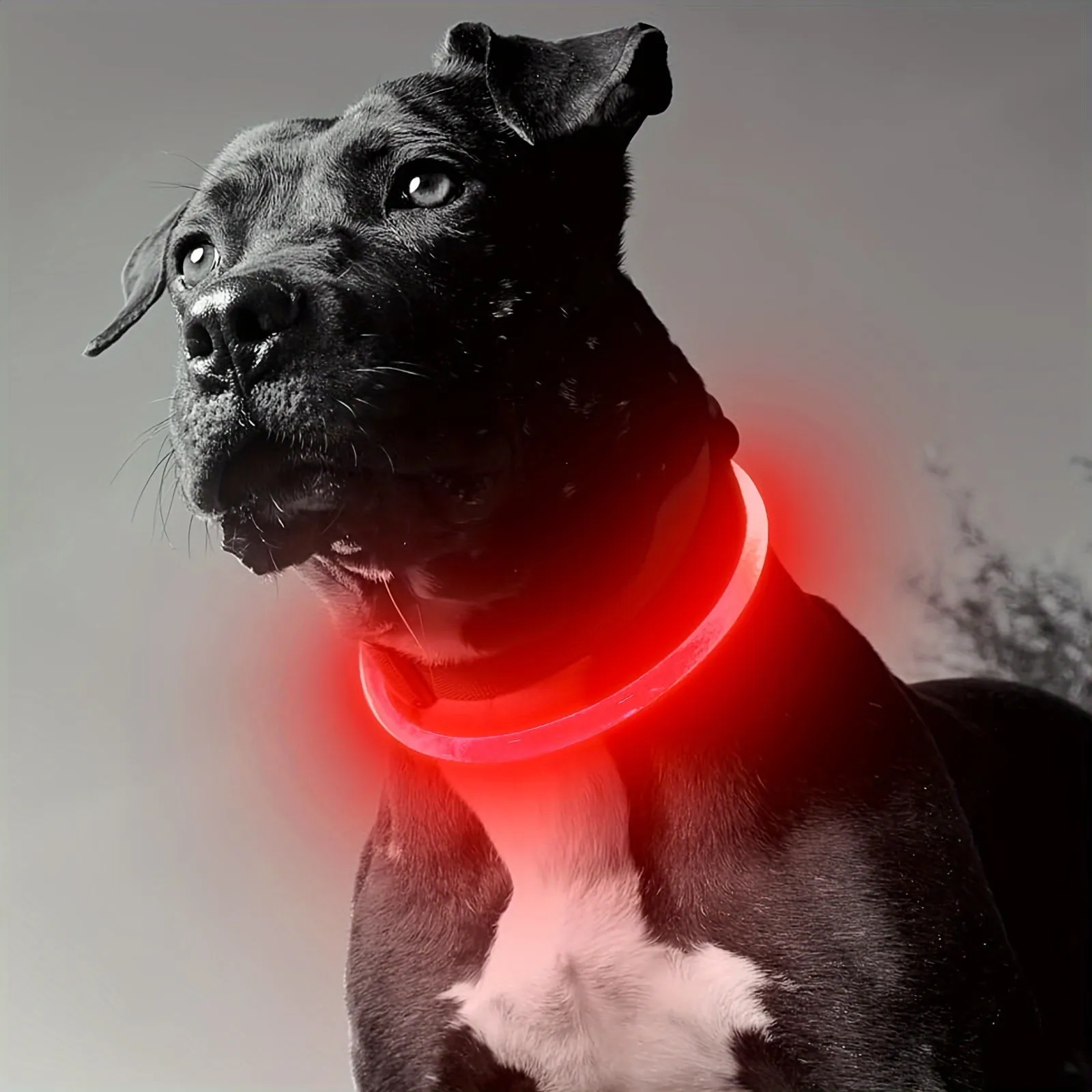 Glowing Dog Collar Rechargeable LED Necklace for AntiLost